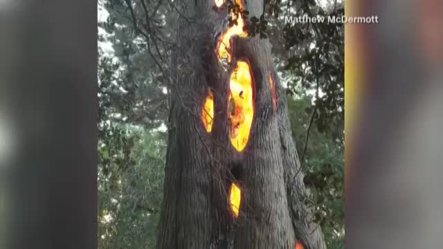 Tree full of FIRE found-STRANGE VIDEO